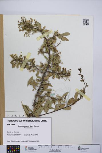 Schinus polygama [Espécimen: UCH:SQF:0019758]