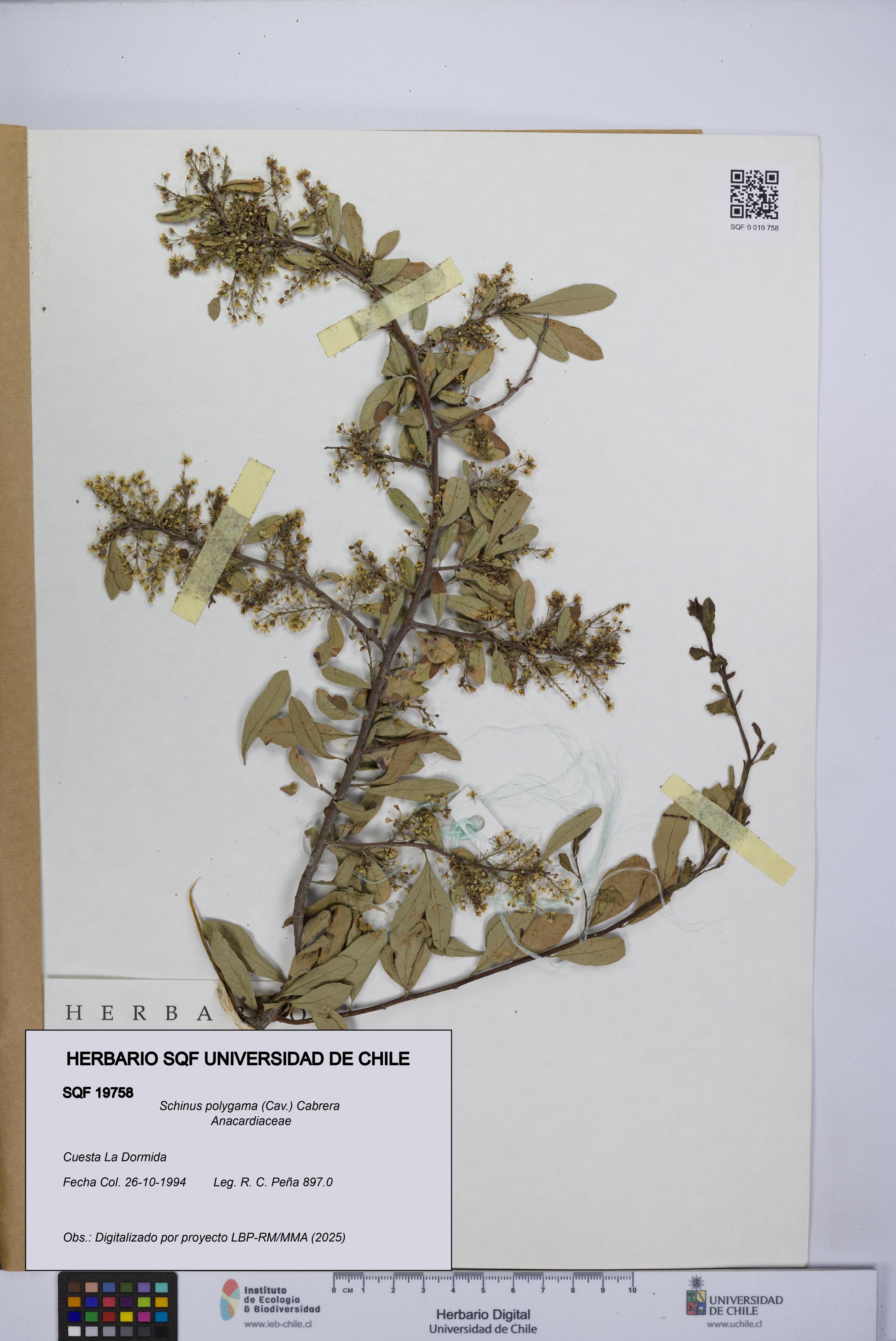 Schinus polygama [Espécimen: UCH:SQF:0019758]