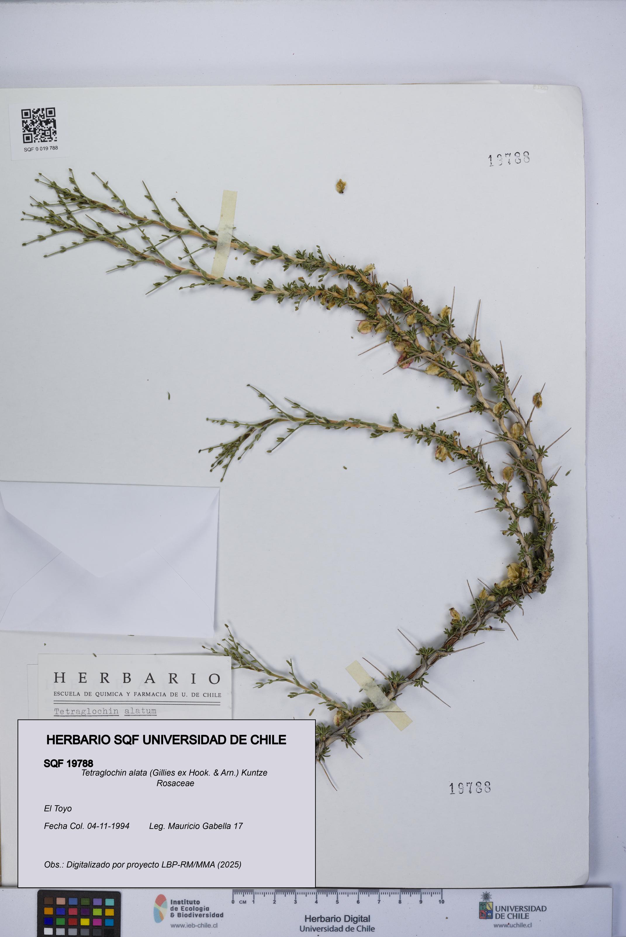 Tetraglochin alata [Espécimen: UCH:SQF:0019788]