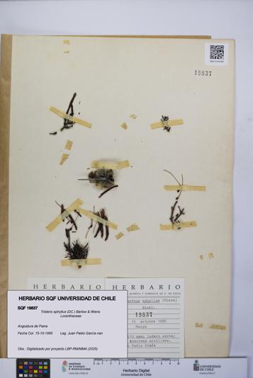 Tristerix aphyllus [Espécimen: UCH:SQF:0019837]