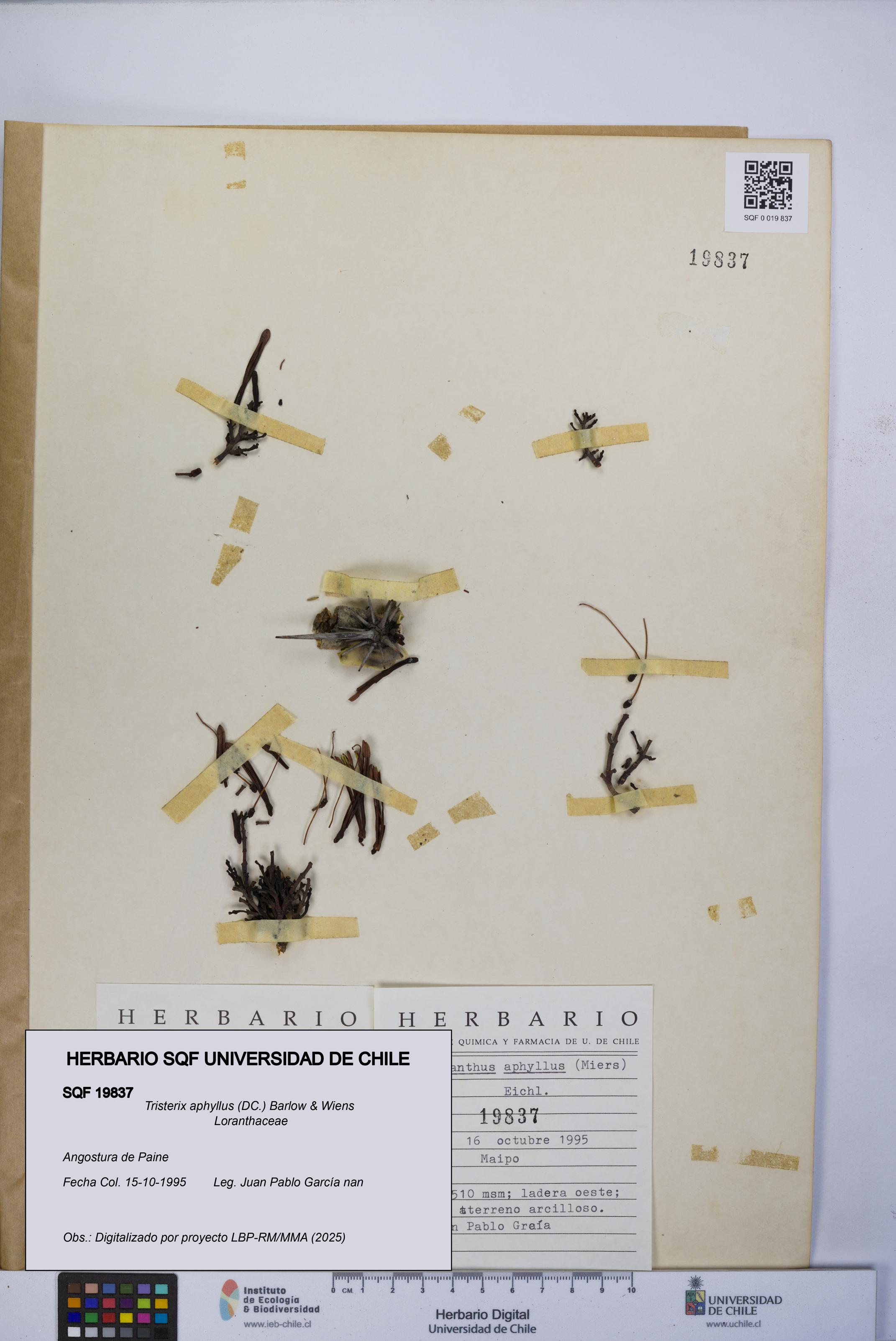 Tristerix aphyllus [Espécimen: UCH:SQF:0019837]