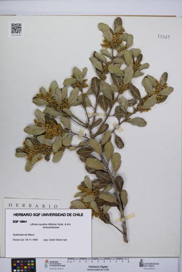 Lithrea caustica [Espécimen: UCH:SQF:0019841]