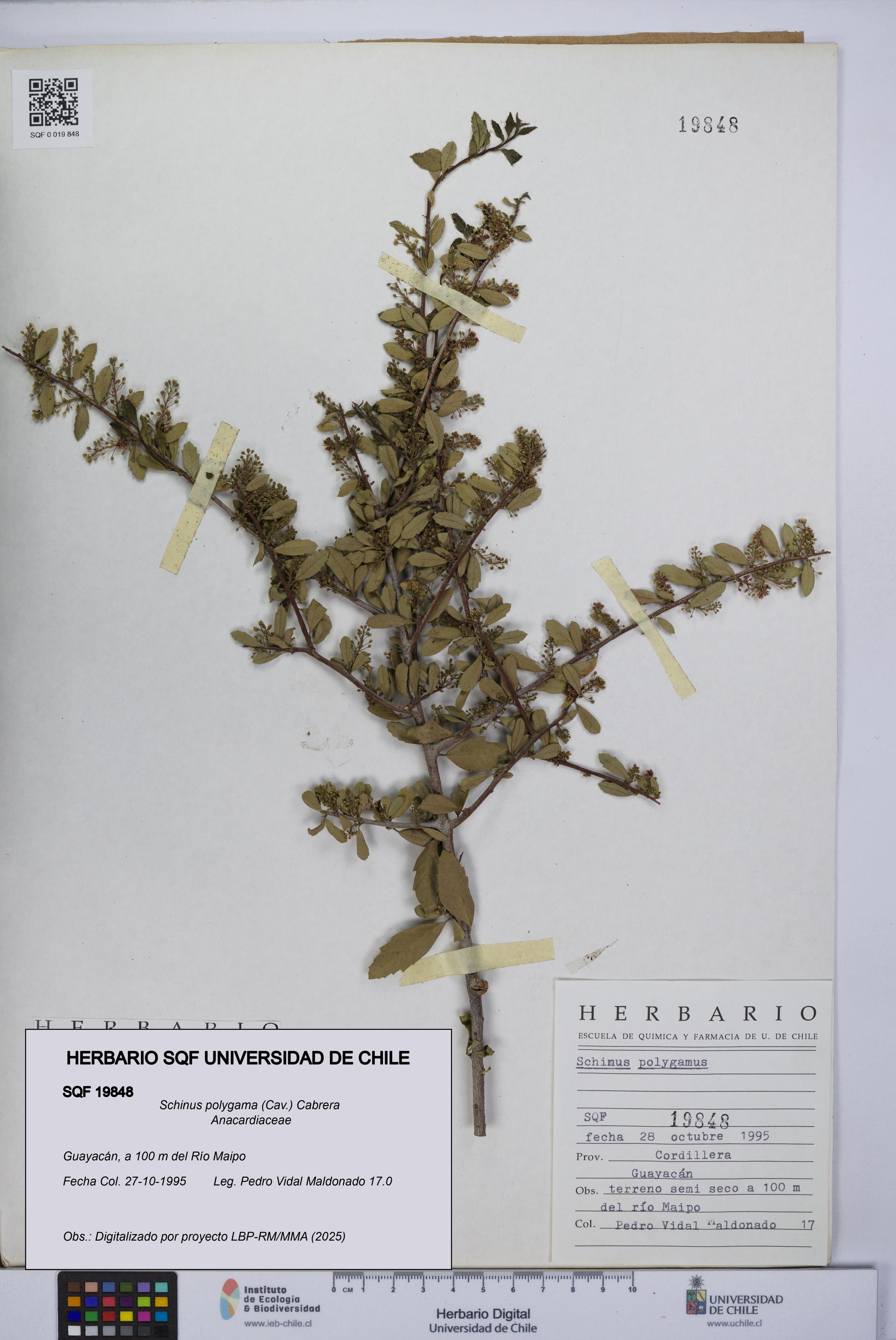 Schinus polygama [Espécimen: UCH:SQF:0019848]