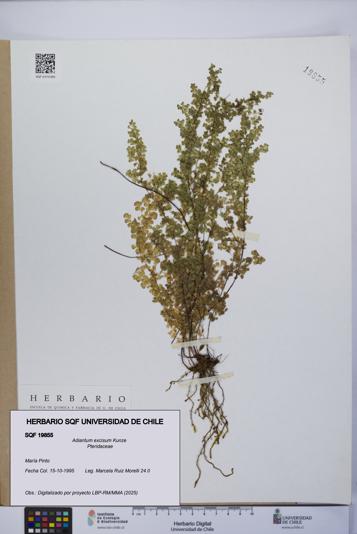Adiantum excisum [Espécimen: UCH:SQF:0019855]