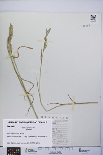 Bromus tunicatus [Espécimen: UCH:SQF:0019872]