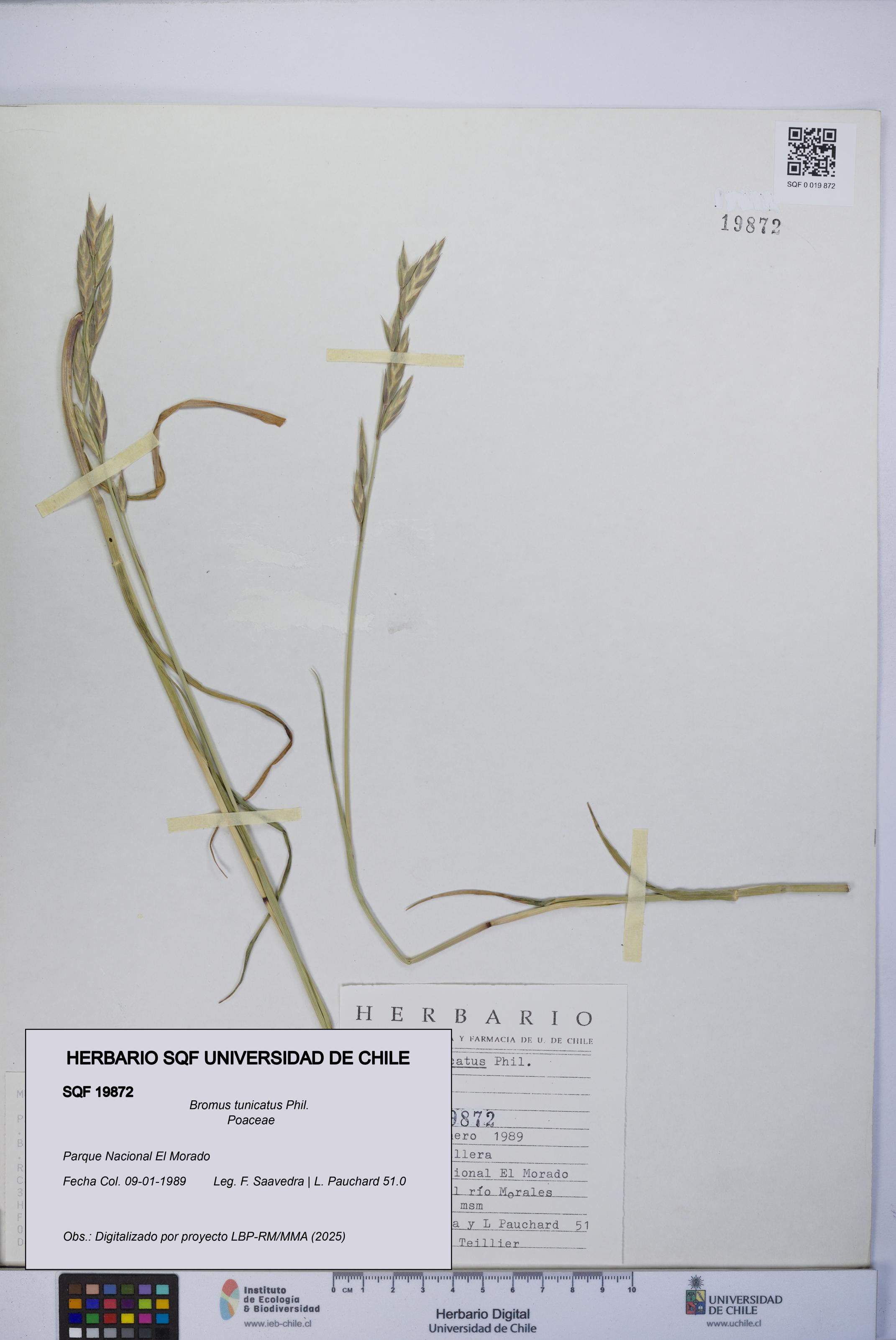 Bromus tunicatus [Espécimen: UCH:SQF:0019872]