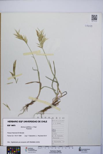 Bromus setifolius [Espécimen: UCH:SQF:0019873]