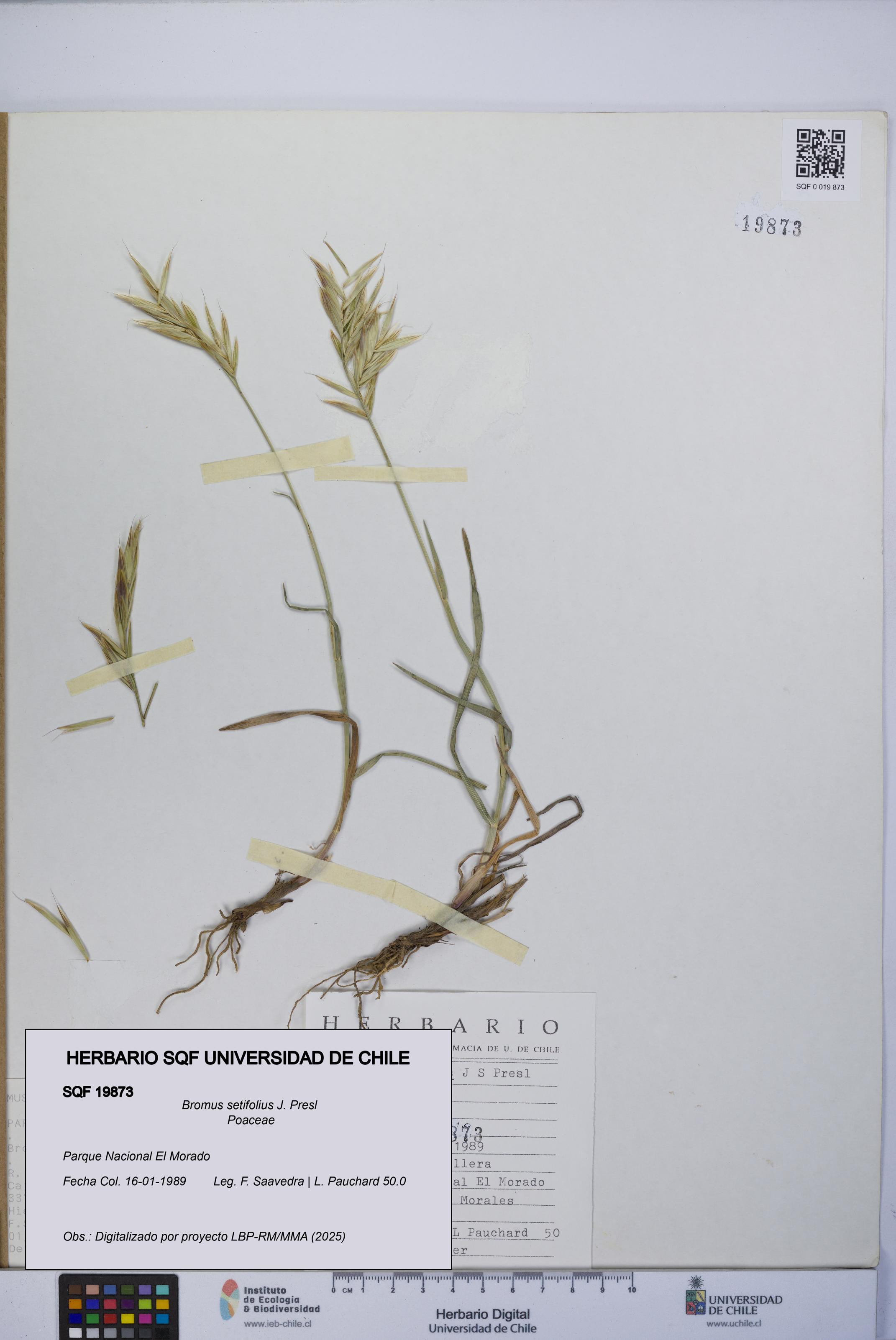 Bromus setifolius [Espécimen: UCH:SQF:0019873]