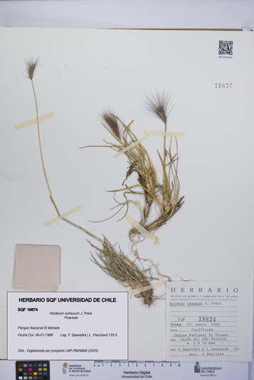 Hordeum comosum [Espécimen: UCH:SQF:0019874]