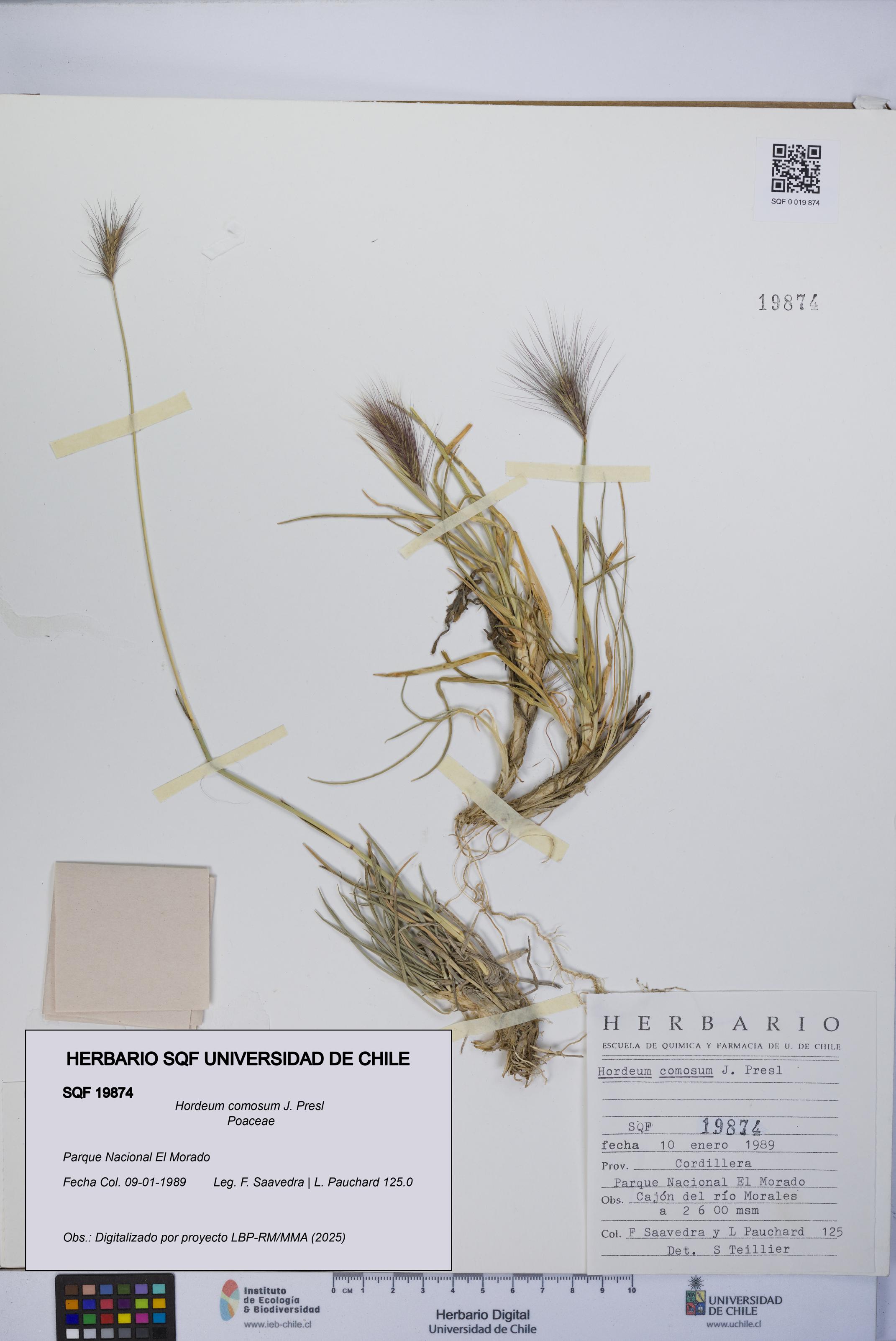 Hordeum comosum [Espécimen: UCH:SQF:0019874]