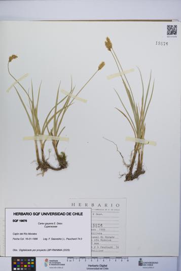 Carex gayana [Espécimen: UCH:SQF:0019876]