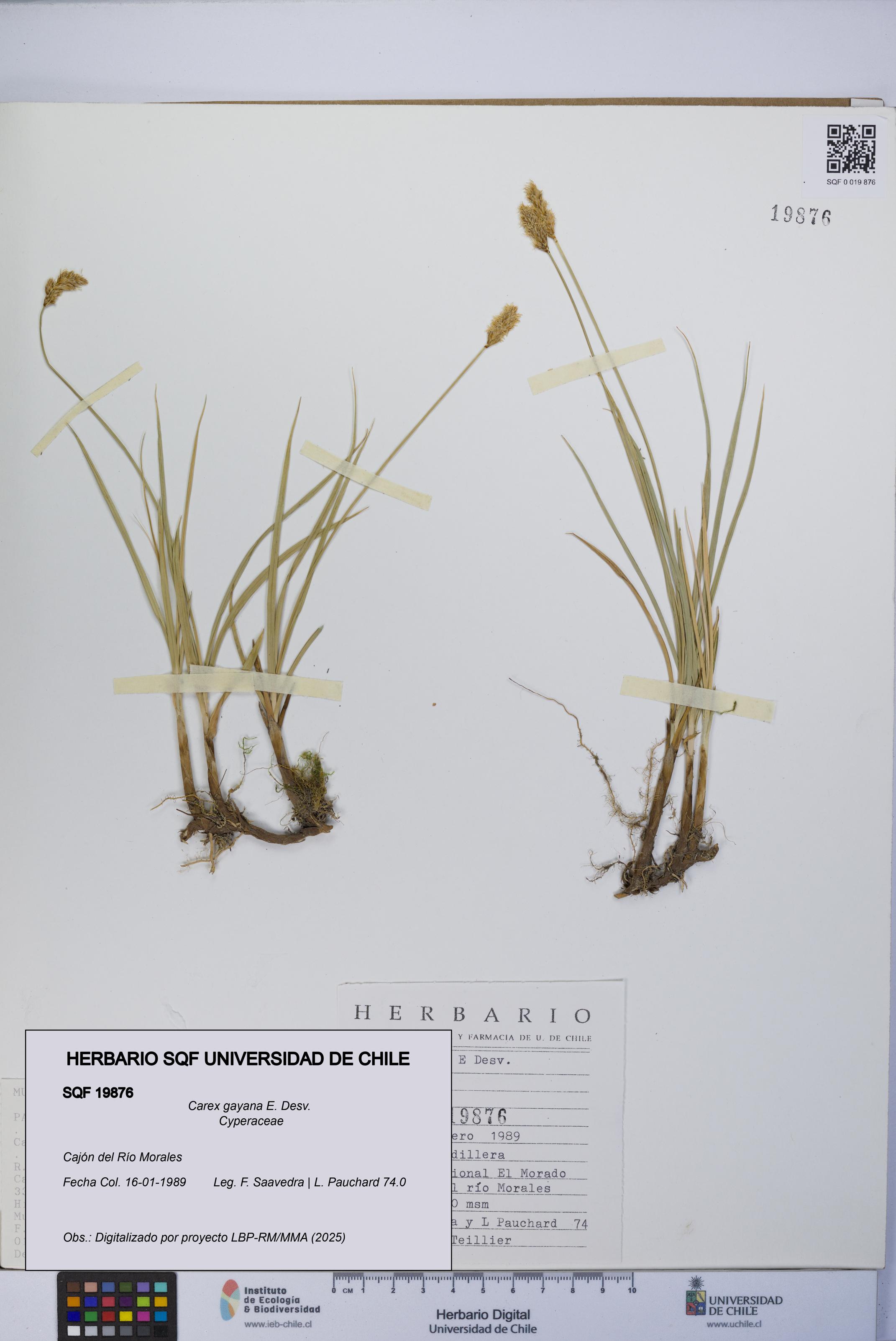 Carex gayana [Espécimen: UCH:SQF:0019876]