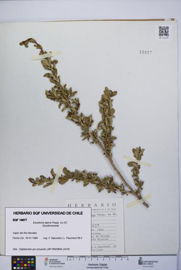 Escallonia alpina [Espécimen: UCH:SQF:0019877]