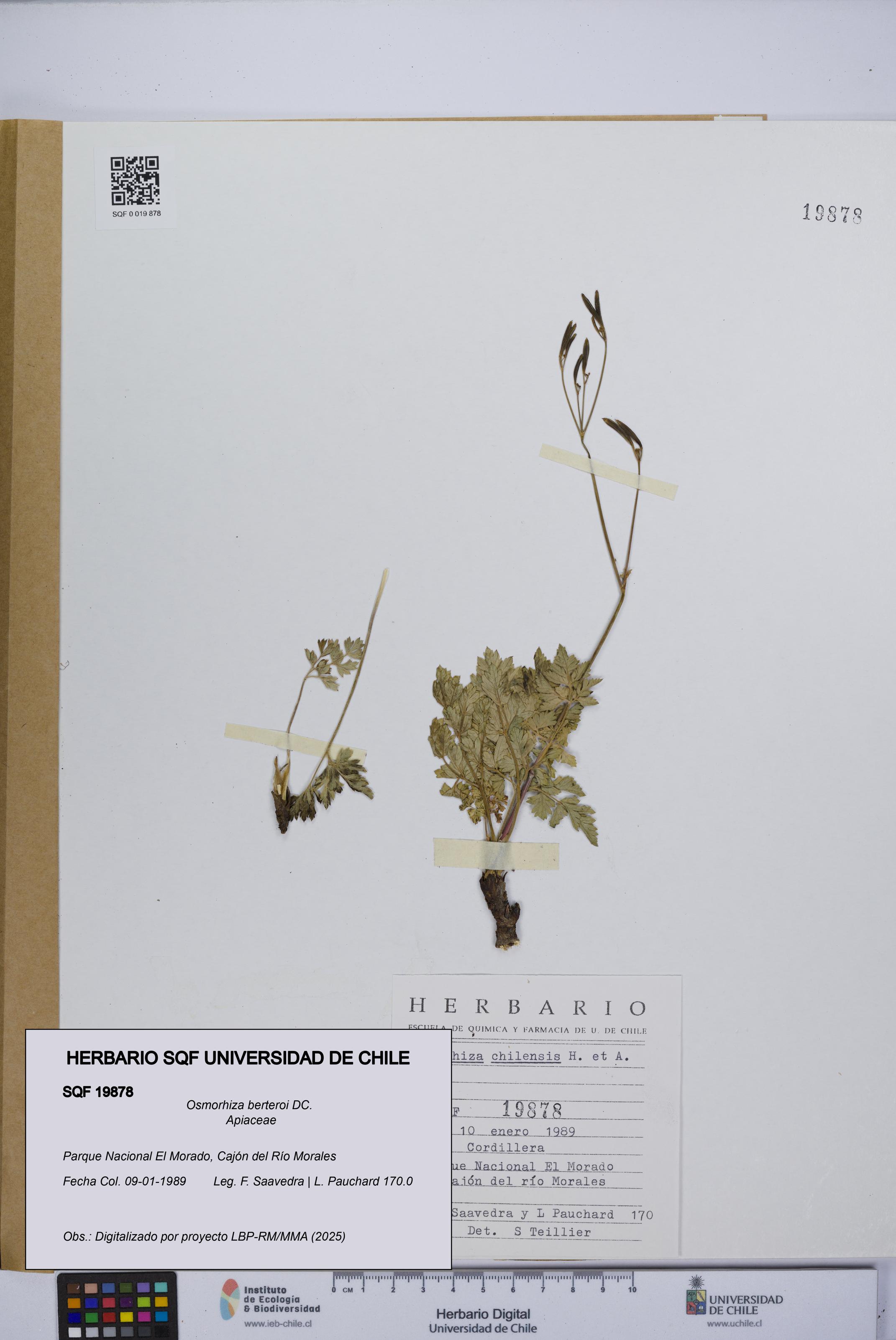 Osmorhiza berteroi [Espécimen: UCH:SQF:0019878]