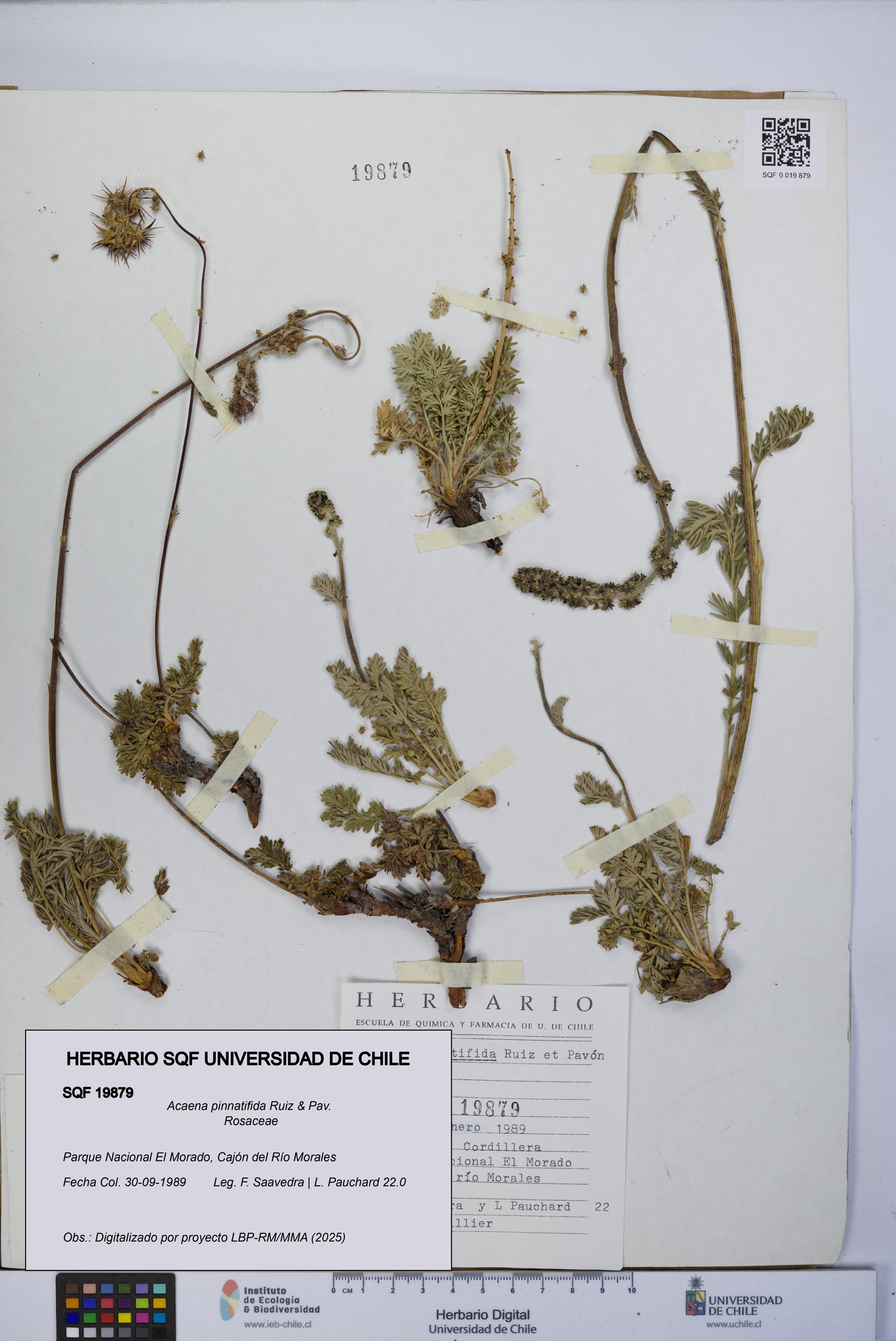 Acaena pinnatifida [Espécimen: UCH:SQF:0019879]