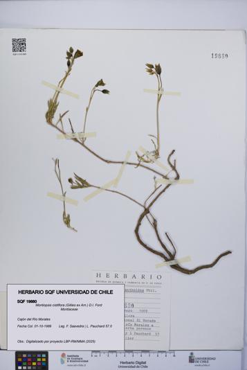 Montiopsis cistiflora [Espécimen: UCH:SQF:0019880]