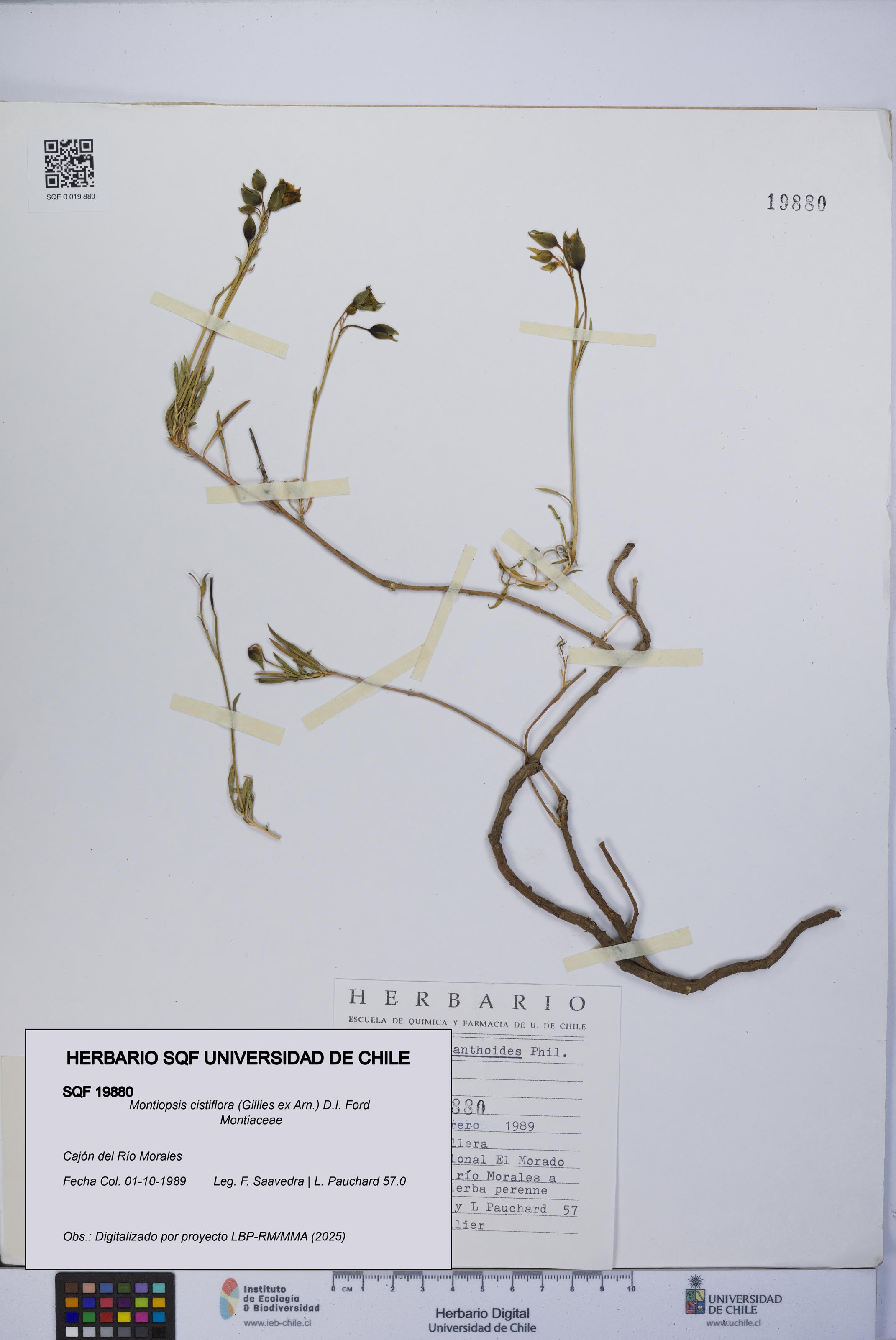 Montiopsis cistiflora [Espécimen: UCH:SQF:0019880]