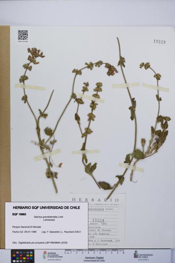 Stachys grandidentata [Espécimen: UCH:SQF:0019883]