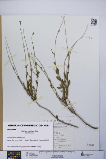 Valeriana graciliceps [Espécimen: UCH:SQF:0019884]