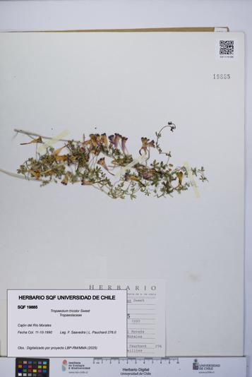 Tropaeolum tricolor [Espécimen: UCH:SQF:0019885]