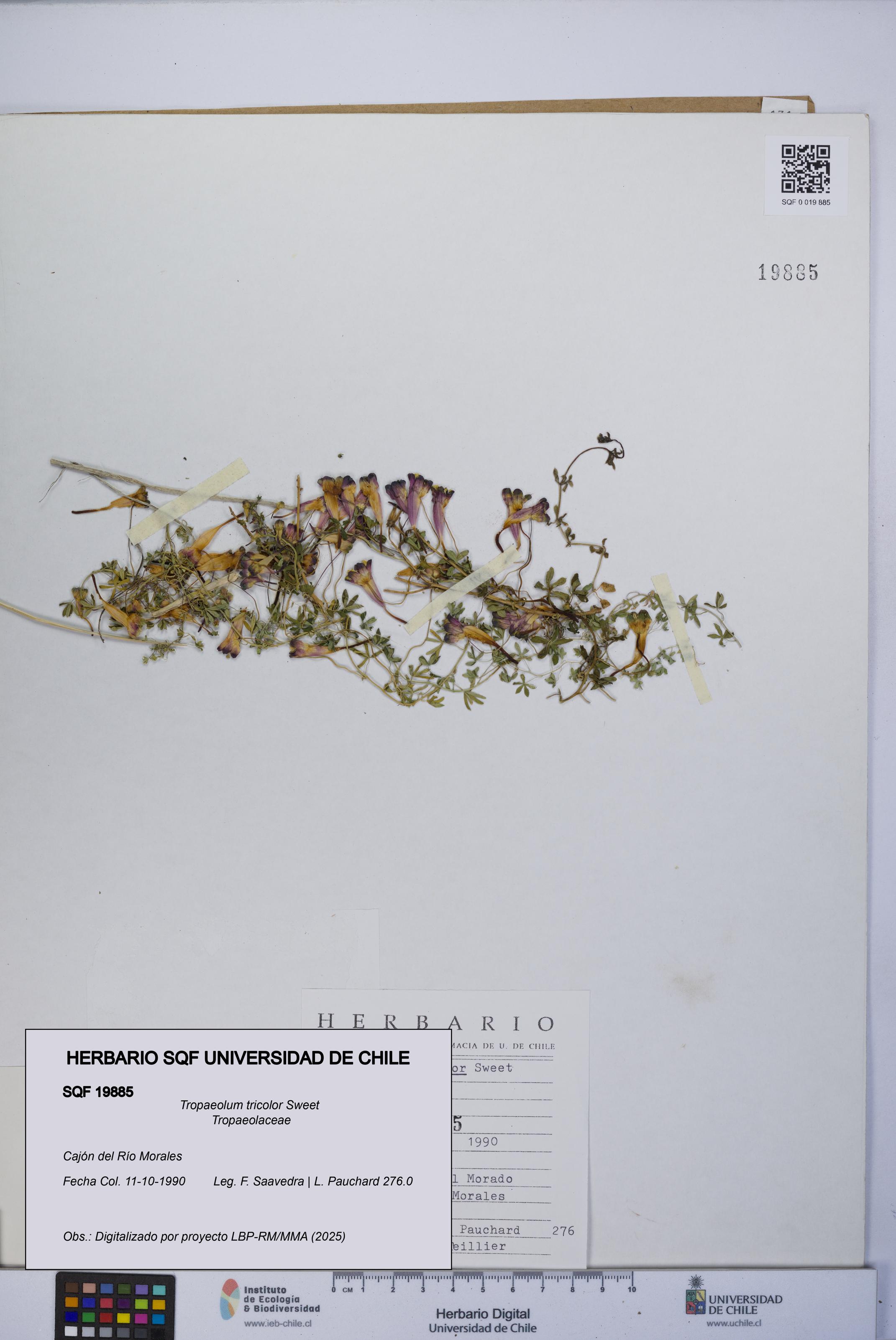 Tropaeolum tricolor [Espécimen: UCH:SQF:0019885]