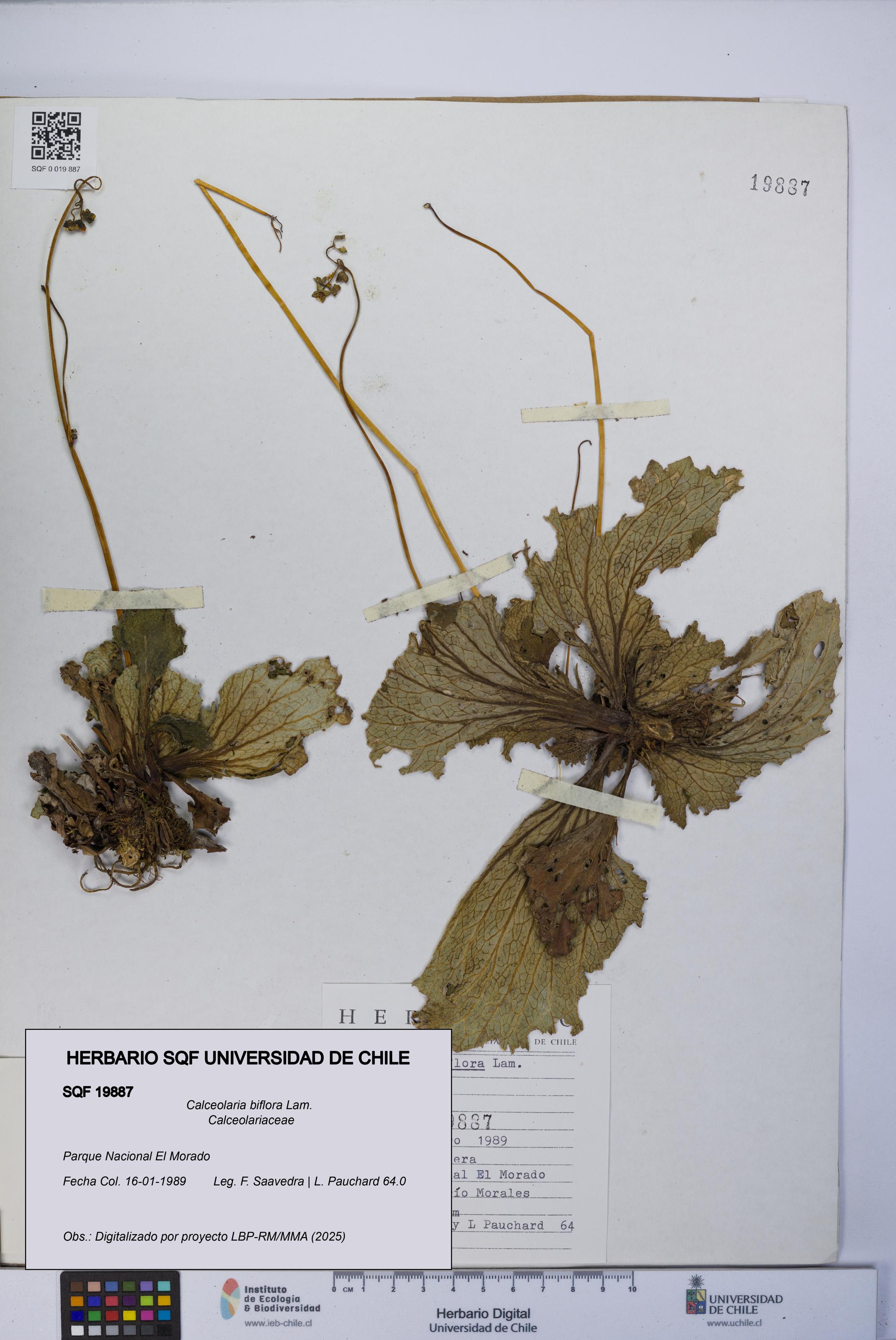 Calceolaria biflora [Espécimen: UCH:SQF:0019887]