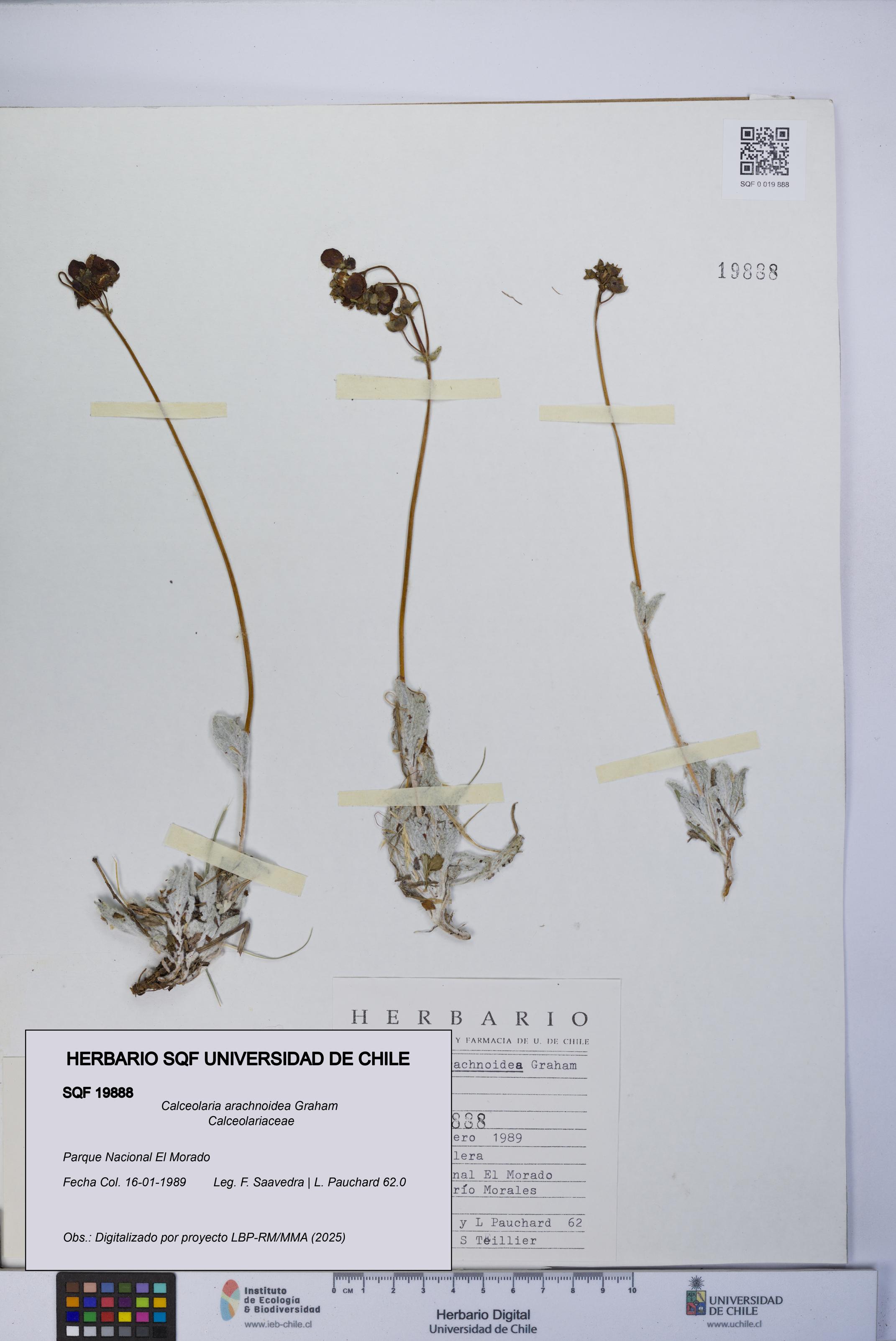Calceolaria arachnoidea [Espécimen: UCH:SQF:0019888]