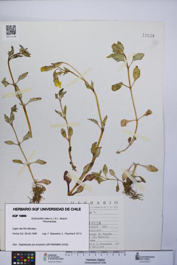 Erythranthe lutea [Espécimen: UCH:SQF:0019889]