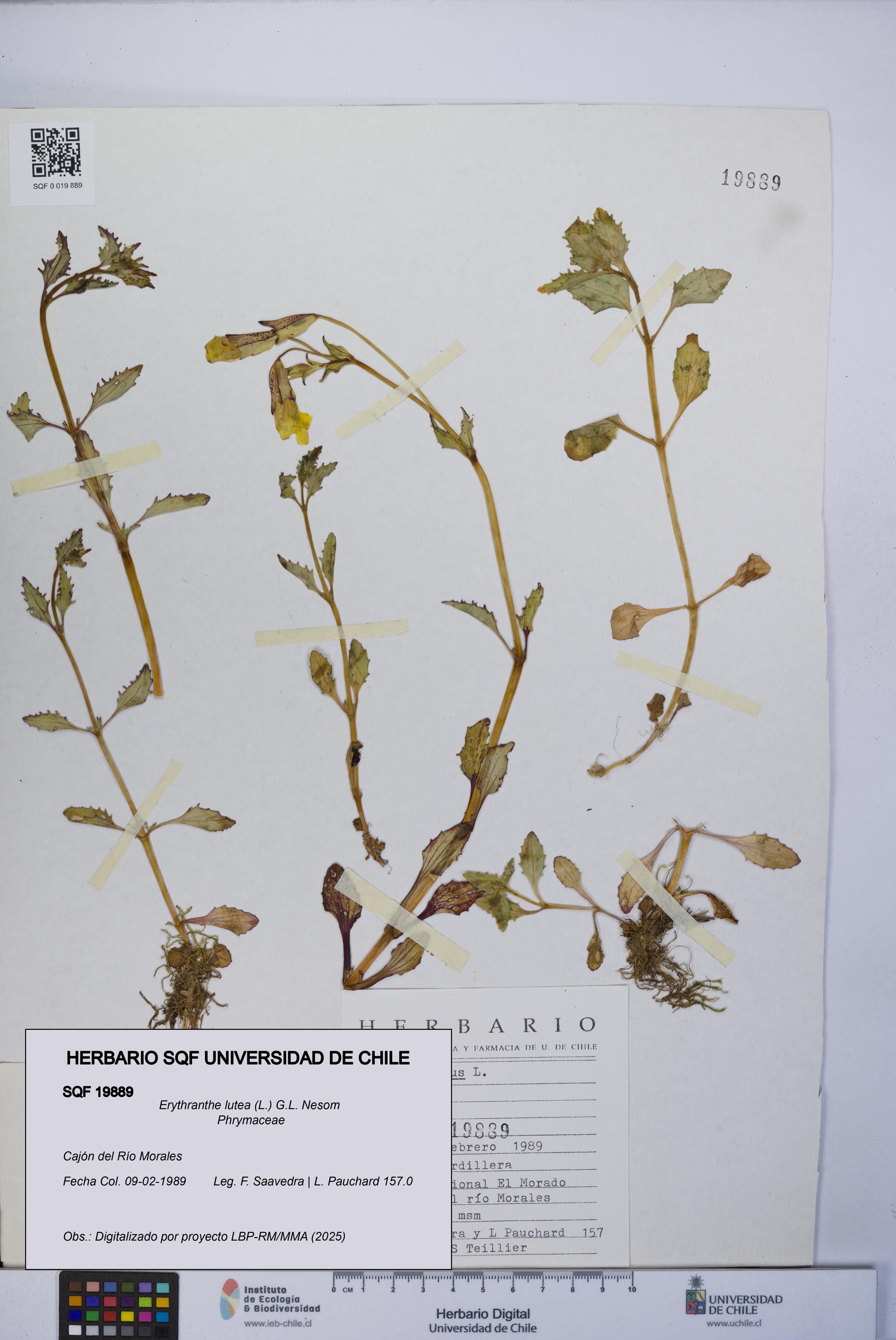 Erythranthe lutea [Espécimen: UCH:SQF:0019889]