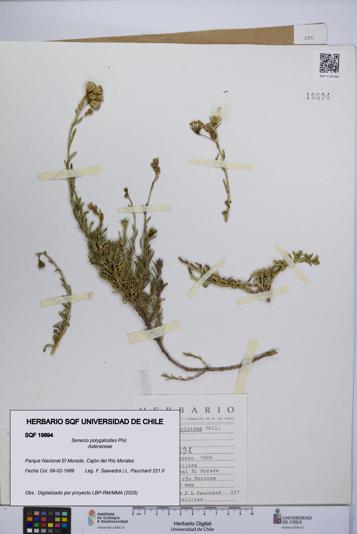 Senecio polygaloides [Espécimen: UCH:SQF:0019894]