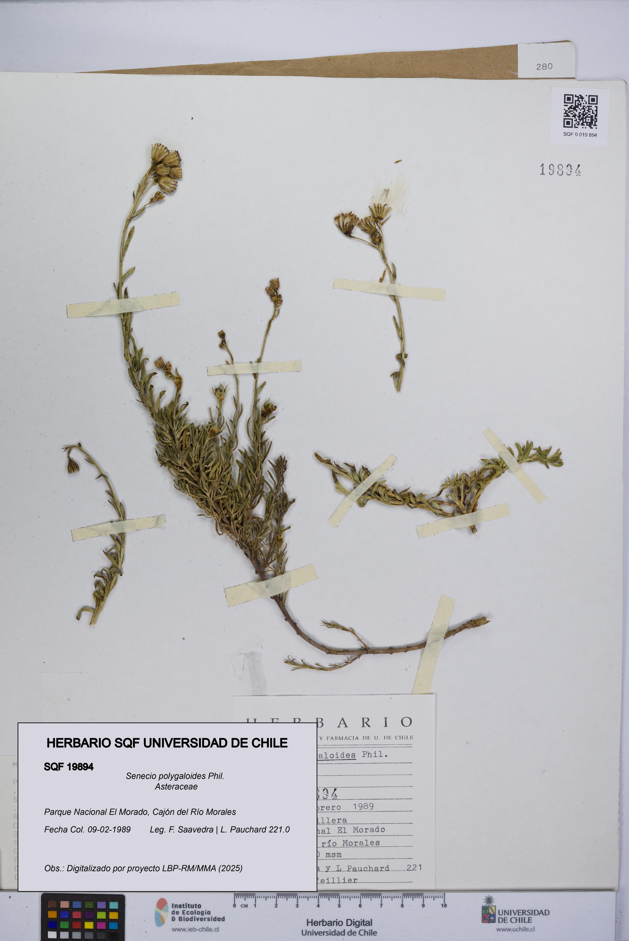 Senecio polygaloides [Espécimen: UCH:SQF:0019894]