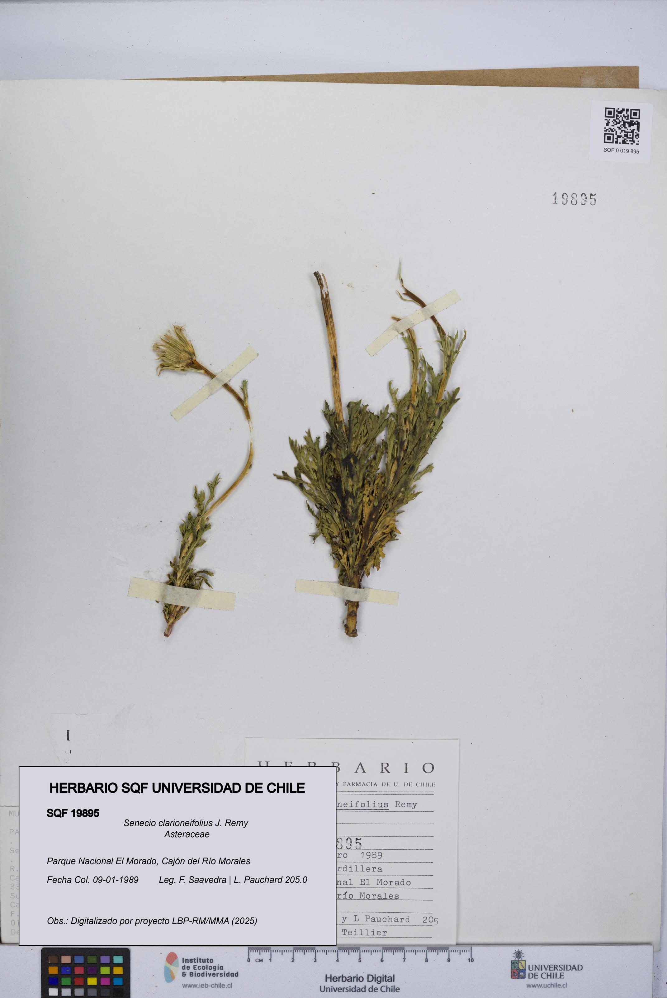Senecio clarioneifolius [Espécimen: UCH:SQF:0019895]