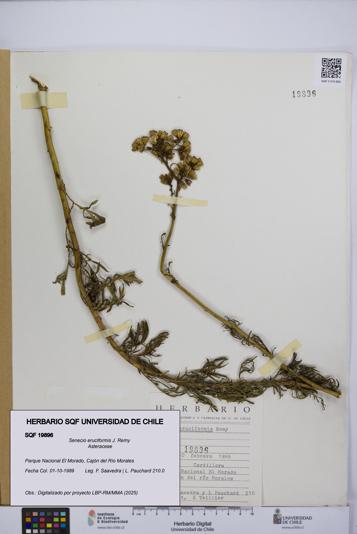 Senecio eruciformis [Espécimen: UCH:SQF:0019896]
