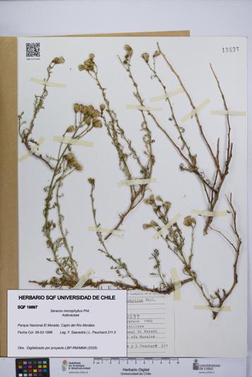 Senecio microphyllus [Espécimen: UCH:SQF:0019897]