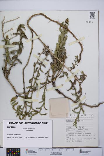 Mutisia sinuata [Espécimen: UCH:SQF:0020904]