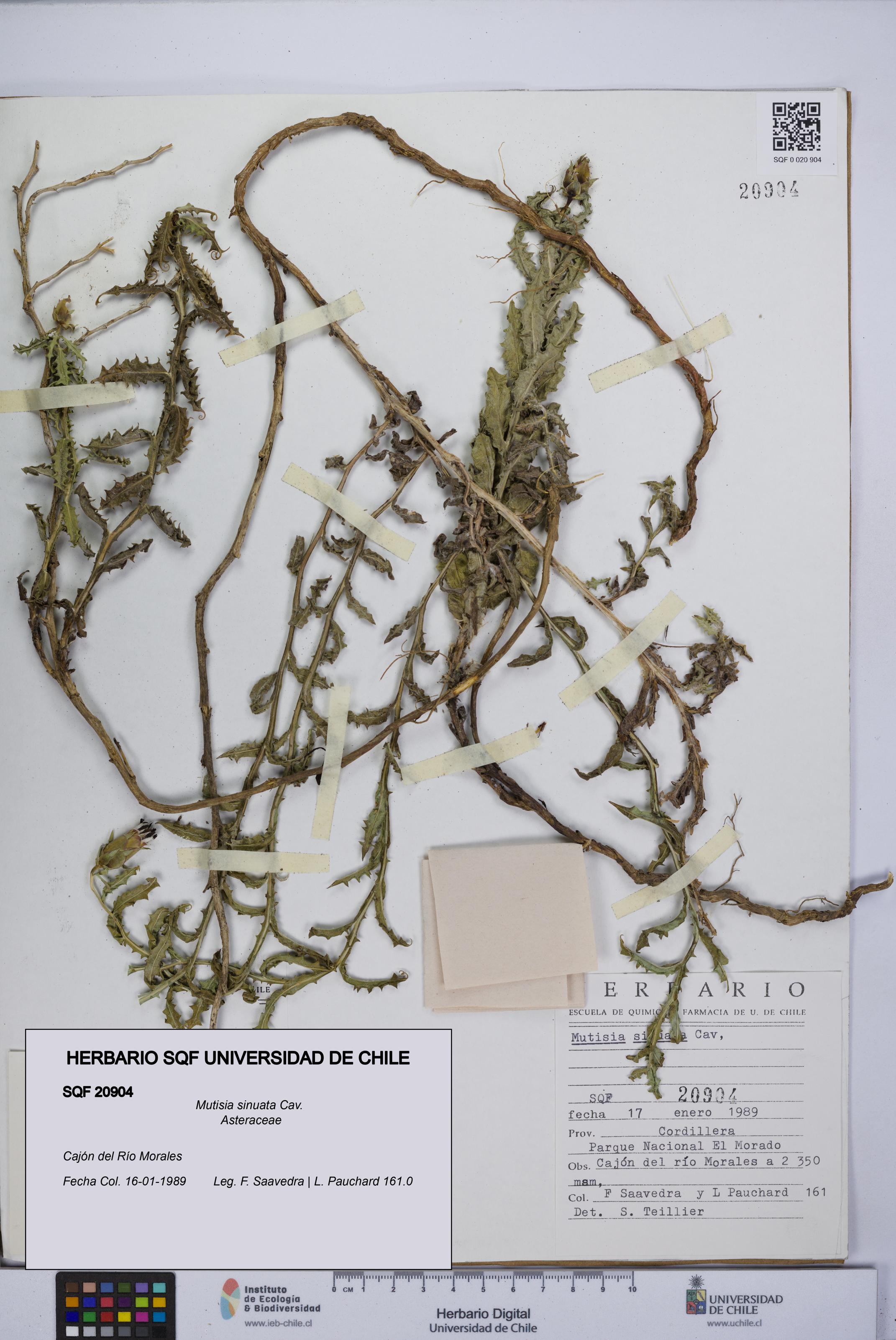 Mutisia sinuata [Espécimen: UCH:SQF:0020904]