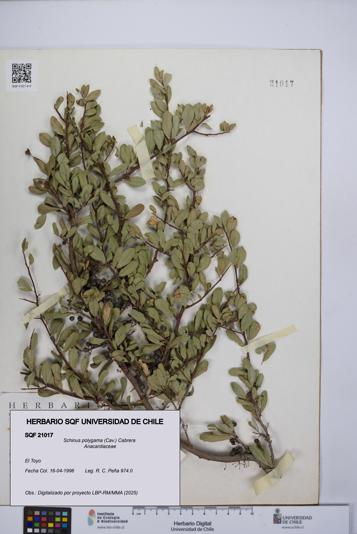 Schinus polygama [Espécimen: UCH:SQF:0021017]