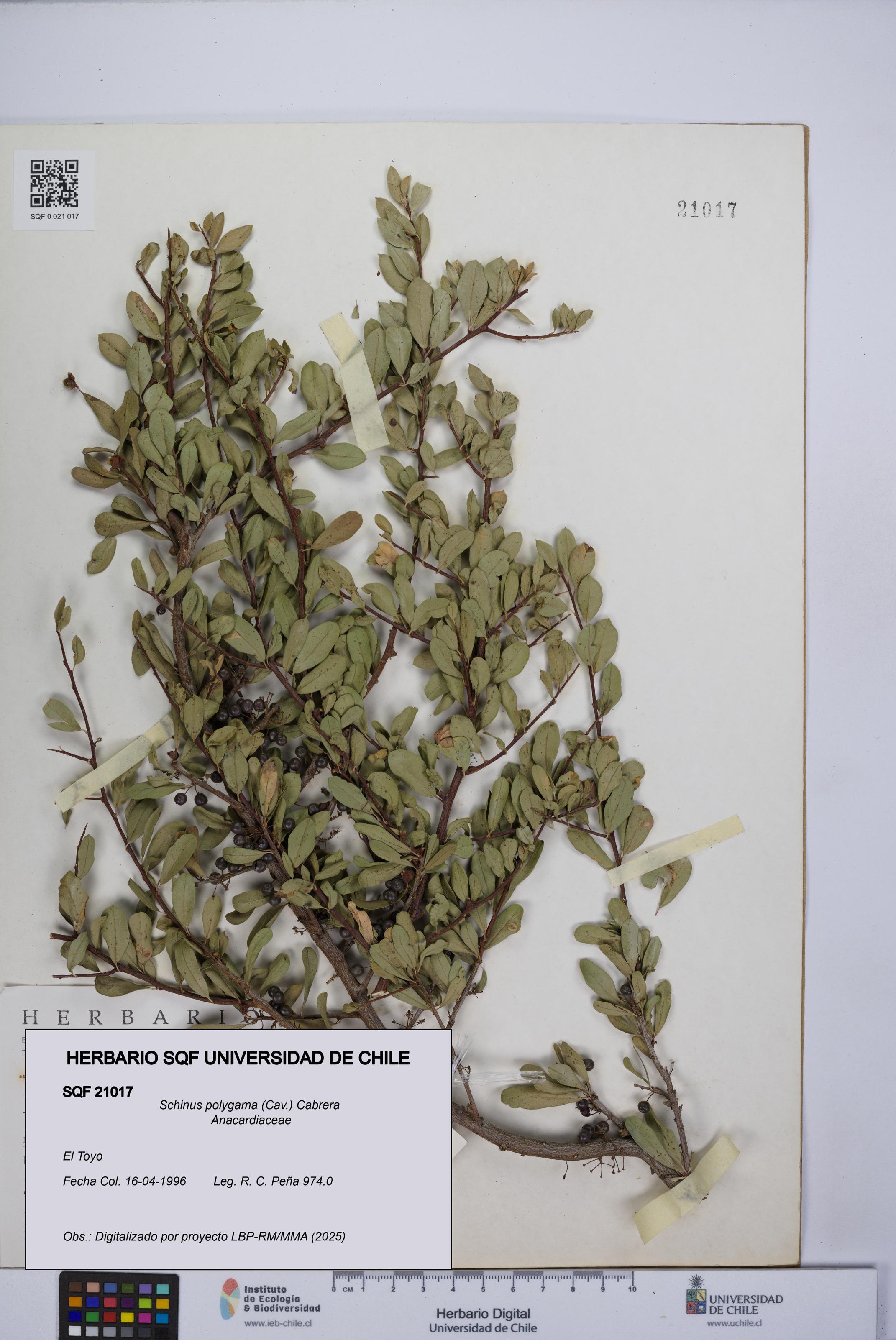 Schinus polygama [Espécimen: UCH:SQF:0021017]