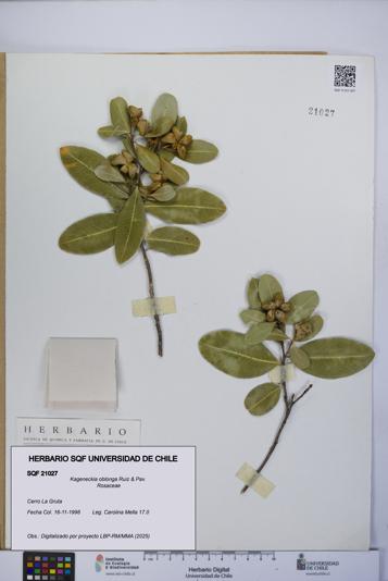 Kageneckia oblonga [Espécimen: UCH:SQF:0021027]