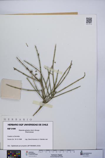 Retanilla ephedra [Espécimen: UCH:SQF:0021035]