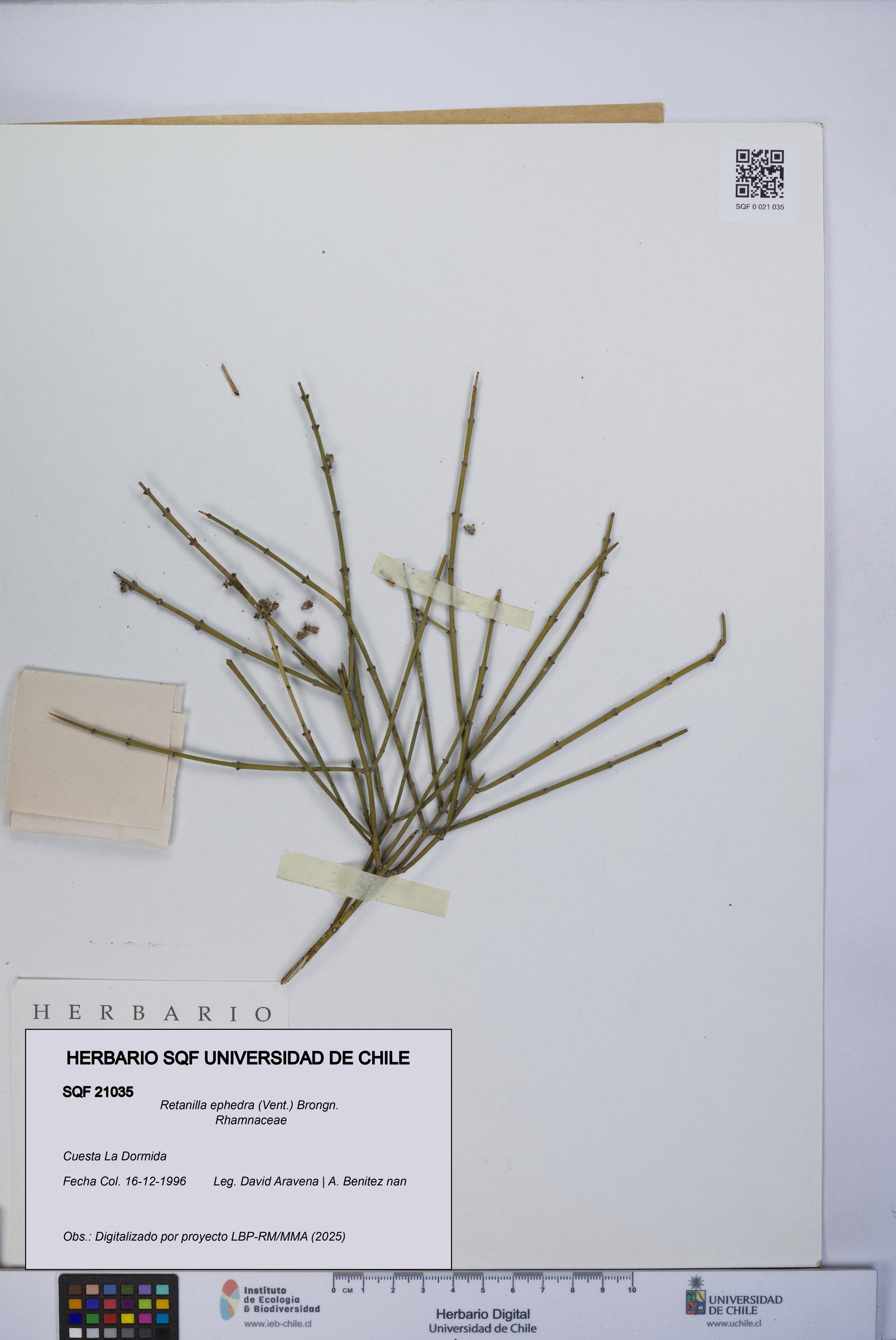Retanilla ephedra [Espécimen: UCH:SQF:0021035]