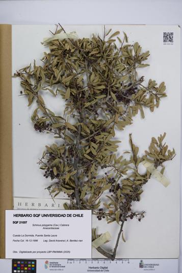 Schinus polygama [Espécimen: UCH:SQF:0021037]