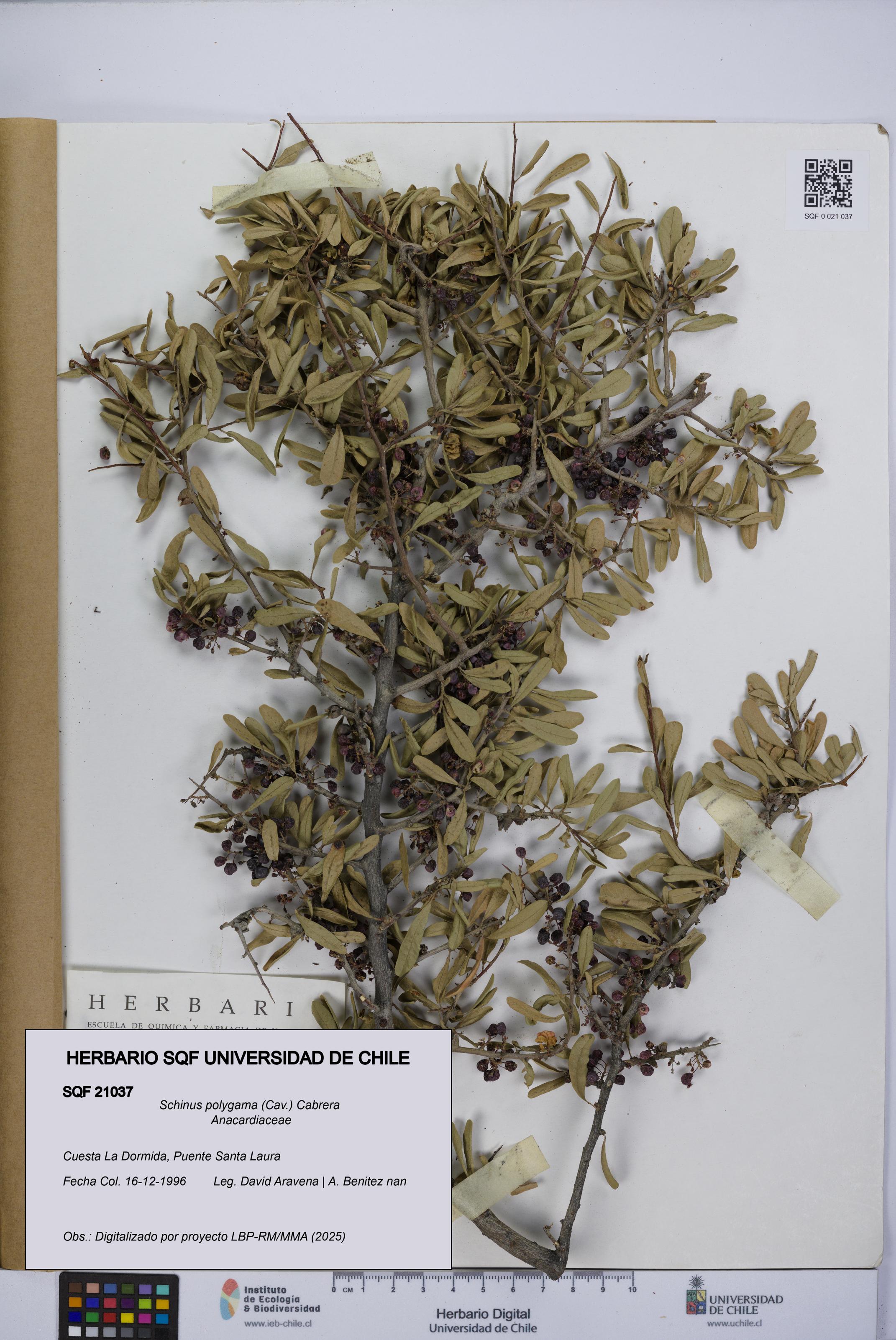 Schinus polygama [Espécimen: UCH:SQF:0021037]