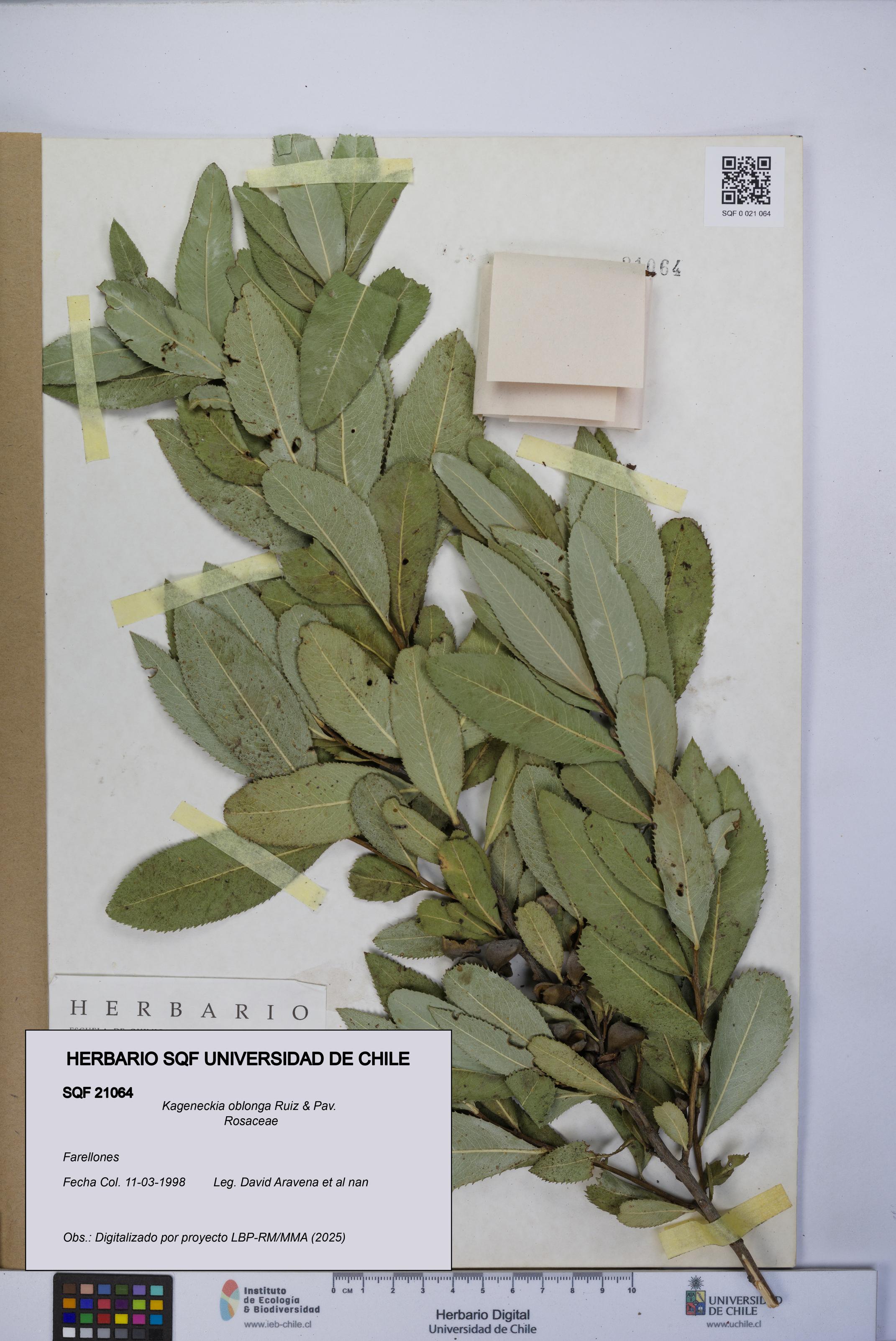 Kageneckia oblonga [Espécimen: UCH:SQF:0021064]