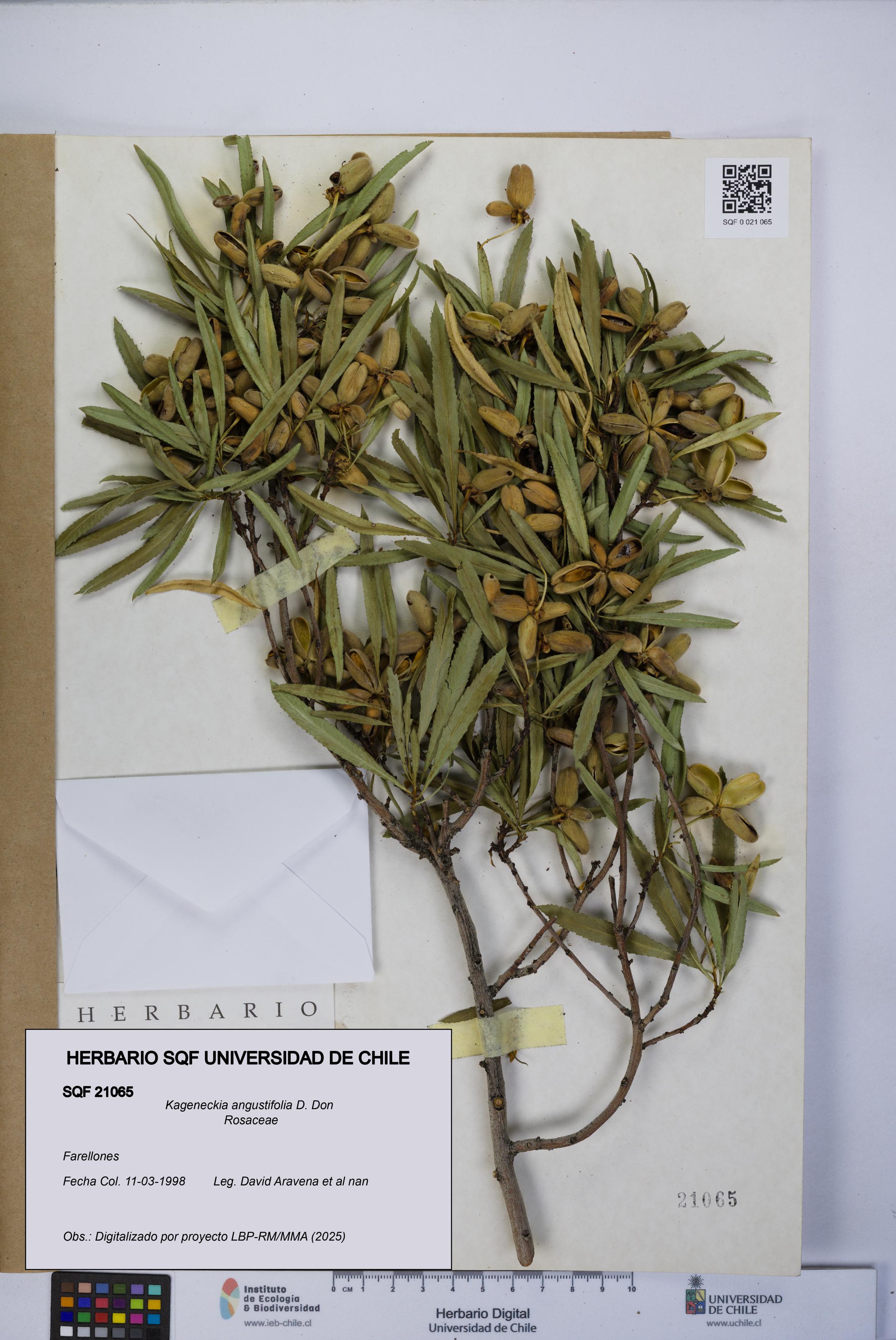 Kageneckia angustifolia [Espécimen: UCH:SQF:0021065]