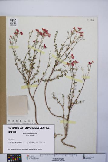 Viviania marifolia [Espécimen: UCH:SQF:0021066]