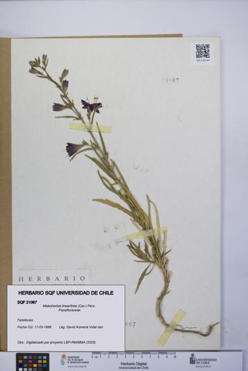 Malesherbia linearifolia [Espécimen: UCH:SQF:0021067]