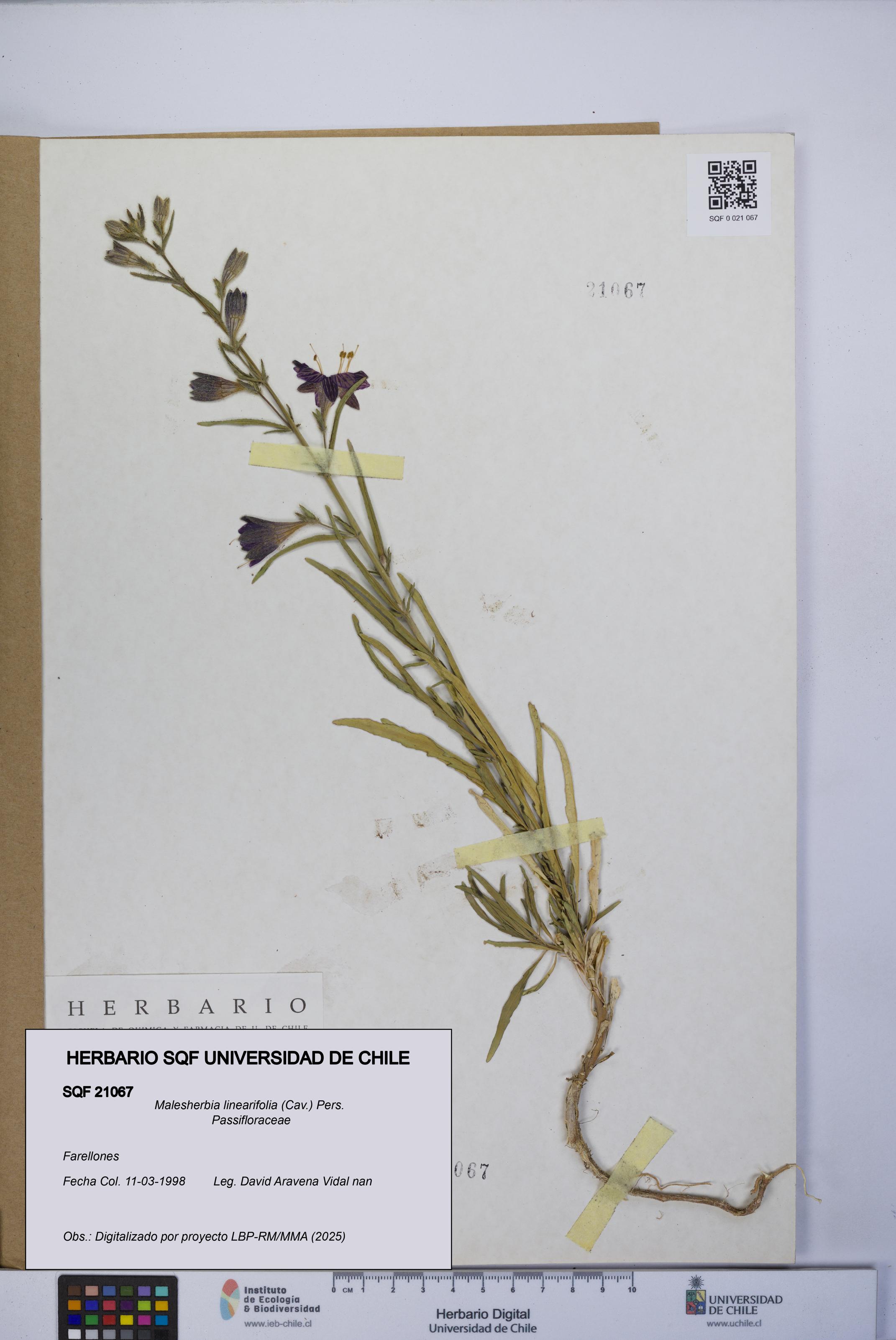 Malesherbia linearifolia [Espécimen: UCH:SQF:0021067]