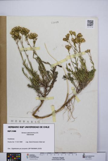 Senecio adenotrichius [Espécimen: UCH:SQF:0021068]