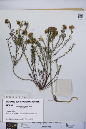 Quinchamalium chilense [Espécimen: UCH:SQF:0021099]